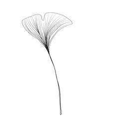 Ginkgo biloba leaf, linear drawing, sketch, contour branch of Ginkgo biloba, line art