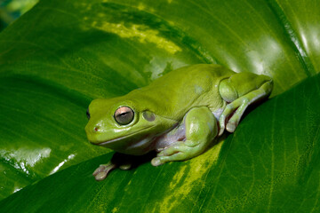 Australian green tree frog // Korallenfinger-Laubfrosch (Ranoidea caerulea / Litoria caerulea)