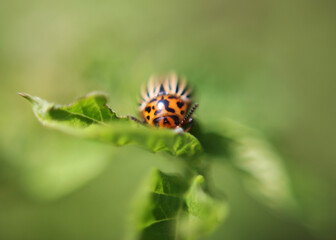 Colorado beetle close-up. Agriculture, green leaves of potatoes in summer. Colorado beetles destroy the tuber. Beetles destroy the crop, it must be sprayed against parasites.
