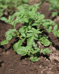 There are many potatoes growing in the field. Agriculture, green leaves of potatoes in summer. Colorado beetles destroy the tuber. Beetles destroy the crop, it must be sprayed against parasites.