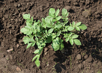 There are many potatoes growing in the field. Agriculture, green leaves of potatoes in summer. Colorado beetles destroy the tuber. Beetles destroy the crop, it must be sprayed against parasites.