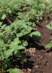 There are many potatoes growing in the field. Agriculture, green leaves of potatoes in summer. Colorado beetles destroy the tuber. Beetles destroy the crop, it must be sprayed against parasites.