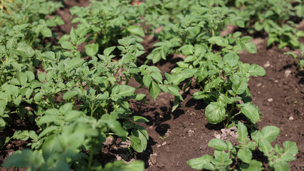 There are many potatoes growing in the field. Agriculture, green leaves of potatoes in summer. Colorado beetles destroy the tuber. Beetles destroy the crop, it must be sprayed against parasites.