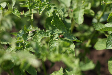 There are many potatoes growing in the field. Agriculture, green leaves of potatoes in summer. Colorado beetles destroy the tuber. Beetles destroy the crop, it must be sprayed against parasites.
