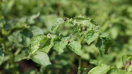 There are many potatoes growing in the field. Agriculture, green leaves of potatoes in summer. Colorado beetles destroy the tuber. Beetles destroy the crop, it must be sprayed against parasites.