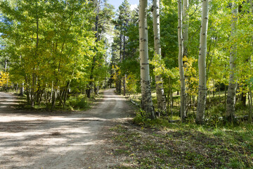 Unpaved forest road Casper Mountain, WY
