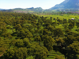 Obraz premium Aerial view of trees and tea plantations with a mountain in the background located in Pangalengan 