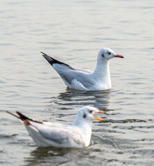 Water bird