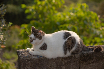 portrait of a beautiful chubby cat
