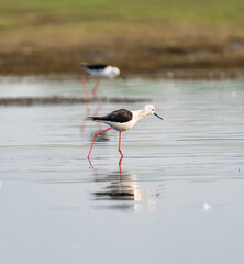 Water bird