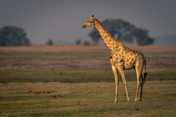 Female southern giraffe stands on grassy floodplain