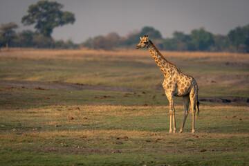 Female southern giraffe stands on short grass