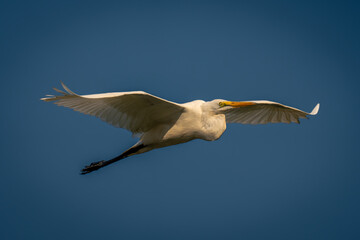 Great egret glides through sky spreading wings