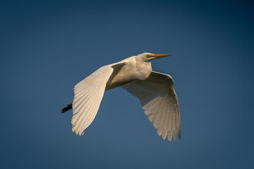 Great egret flies through sky dropping wings