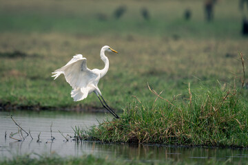 Great egret lands on grass by river