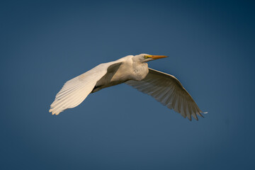 Great egret flies through sky lowering wings