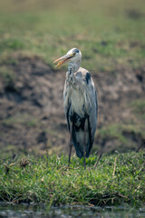 Grey heron on grassy riverbank opening mouth