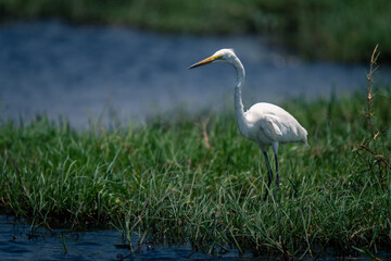 Great egret stands staring on grassy riverbank