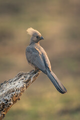 Grey go-away-bird on log stained with guano
