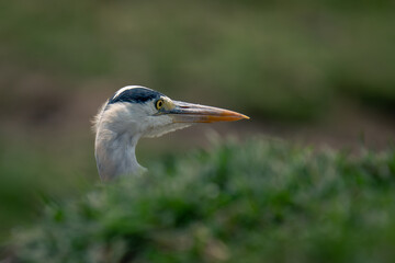 Grey heron pokes head above grass bank