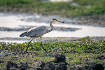 Grey heron walks across grass by river