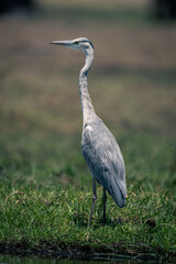 Grey heron stretches neck on grassy riverbank