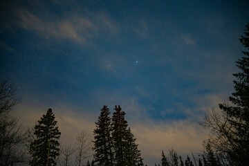 Obraz premium night time view of the snow covered pines and the stars