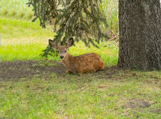 an adorable baby deer sitting in the shade under a tree