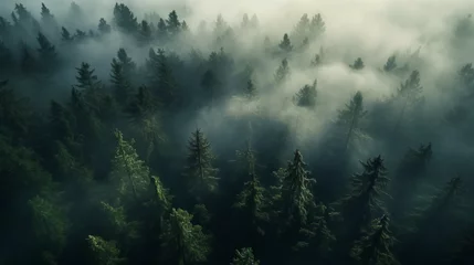 Foto auf Leinwand Mystical Canopy Drone's View of Tree Crowns Emerging Through Fog © NIMBUS BREW