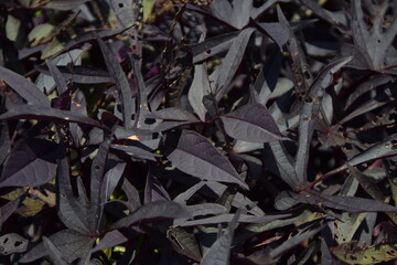purple heart plant dark texture
