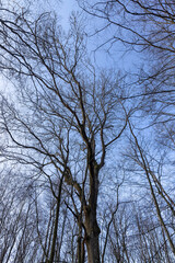 Bare trees in early spring in sunny clear weather
