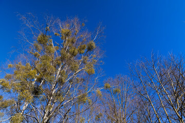 leafless birch trees in sunny weather in spring