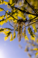 young spring oak foliage and oak flowers during flowering