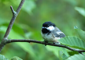 Fototapeta premium The Chickadee Song Bird