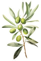 Watercolor illustration of olive isolated.