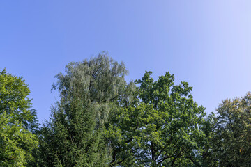 Trees in a mixed forest in summer