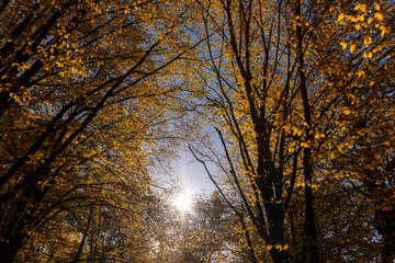 trees with orange and yellow foliage are illuminated by sunlight