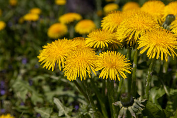 yellow spring dandelions blooming in the field