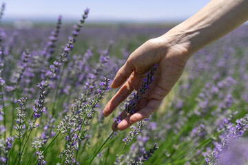 Woman touching the lavender on lavender field, close-up