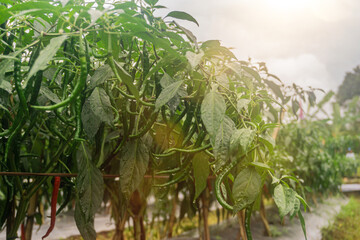 Green chilies that are still growing on the tree