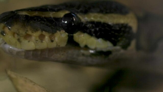 Macro footage of a ball python.