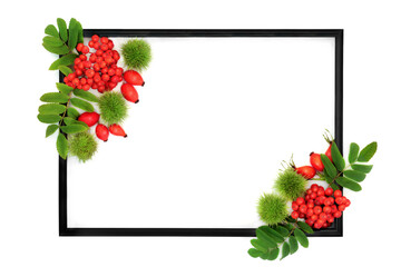 Festive Autumn Thanksgiving background with rose hip and rowan berry fruit and chestnuts with black frame on white. Floral nature concept for label, card, invitation, menu. 