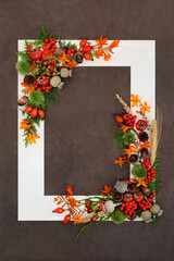 Abundant Autumn Fall Thanksgiving harvest festival nature background border concept with flowers, leaves, berry fruit, barley, nuts with white frame on brown lokta paper. 