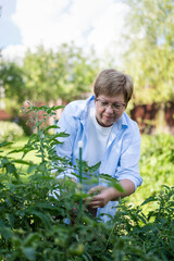 Senior woman is gardening on beautiful sunny day