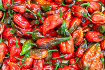 Close up of lots of red juicy Naga Morich. The Naga Morich is a chili pepper grown in Northeast...