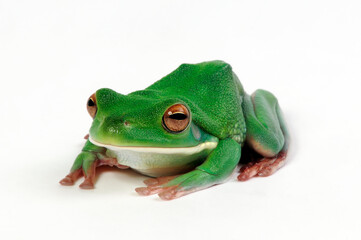 White-lipped tree frog // Neuguinea-Riesenlaubfrosch (Nyctimystes infrafrenatus / Litoria infrafrenata)