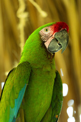 mexican parrot