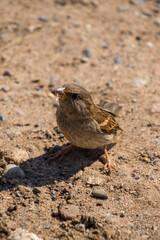 Sparrow on the beach