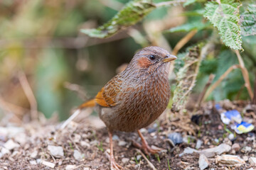 Streaked laughingthrush (Trochalopteron lineatum) at Pangot, Uttarakhand, India