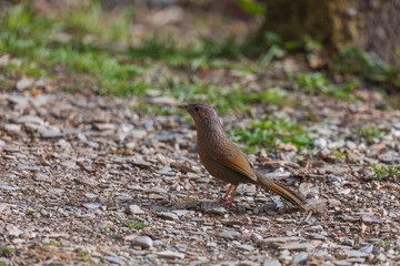 Streaked laughingthrush (Trochalopteron lineatum) at Pangot, Uttarakhand, India